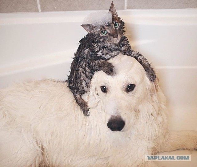 Кошки или собаки?