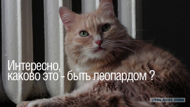 Котовторник на 2 ноября