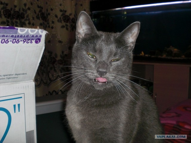 It's Catursday Fever! (Котовторник)