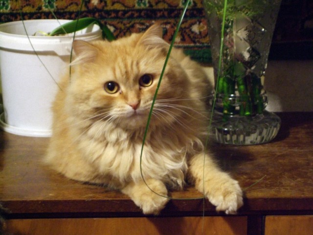 Котовторник!