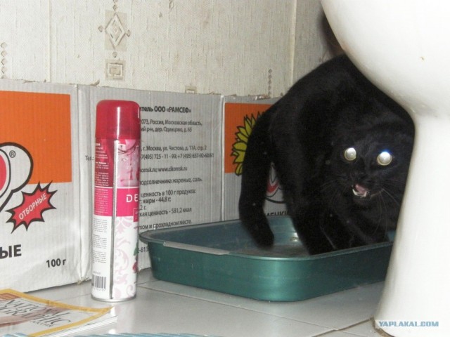 Котовторник! 08.11.11