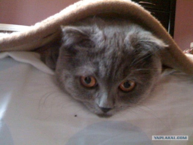 Ну и где ваш котовторник?