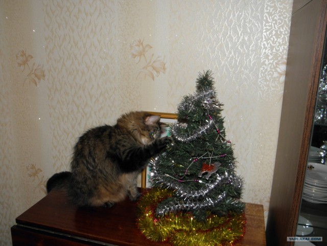 Котовторник (31.01.2012)
