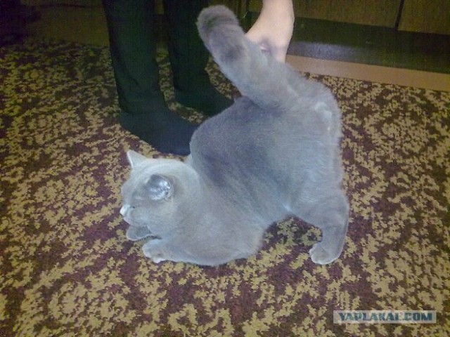 Котовторник! 13.03.2012