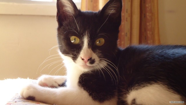 Котовторник 17.04.2012