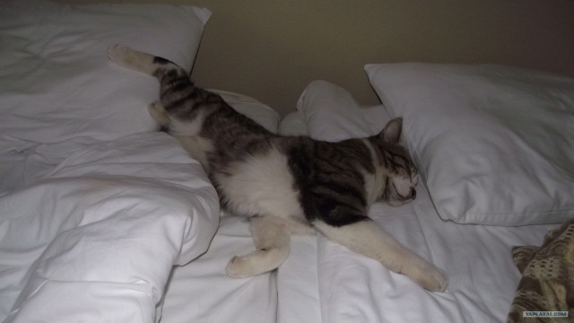 Котовторник 1 мая 2012