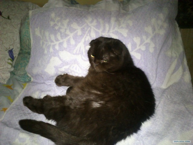 Котовторник на 26.06.12