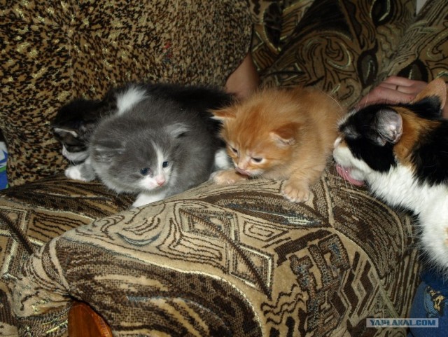 Котовторник 10. 07. 2012