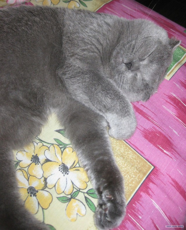 Котовторник  16.10.12