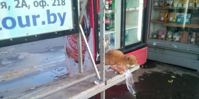 Котовторник 30.10.2012