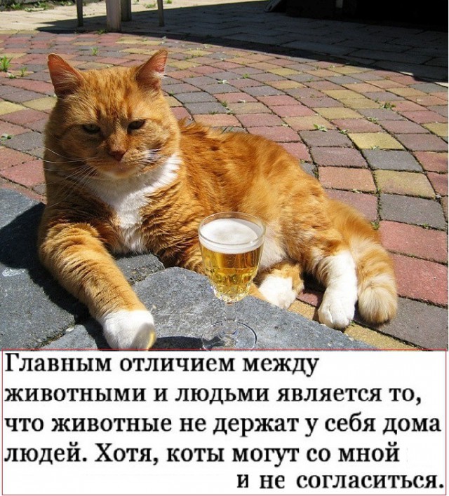 Анекдоты, соц-сети и картинки с надписями