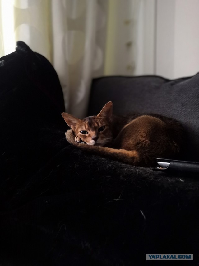 С Днём кошки!
