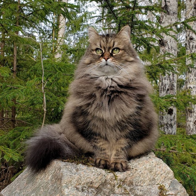 Забавные фото котеек