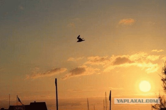 Пагубное влияние марихуаны на кролика