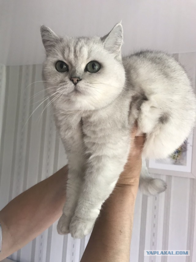 Котовторник 18.06.2019