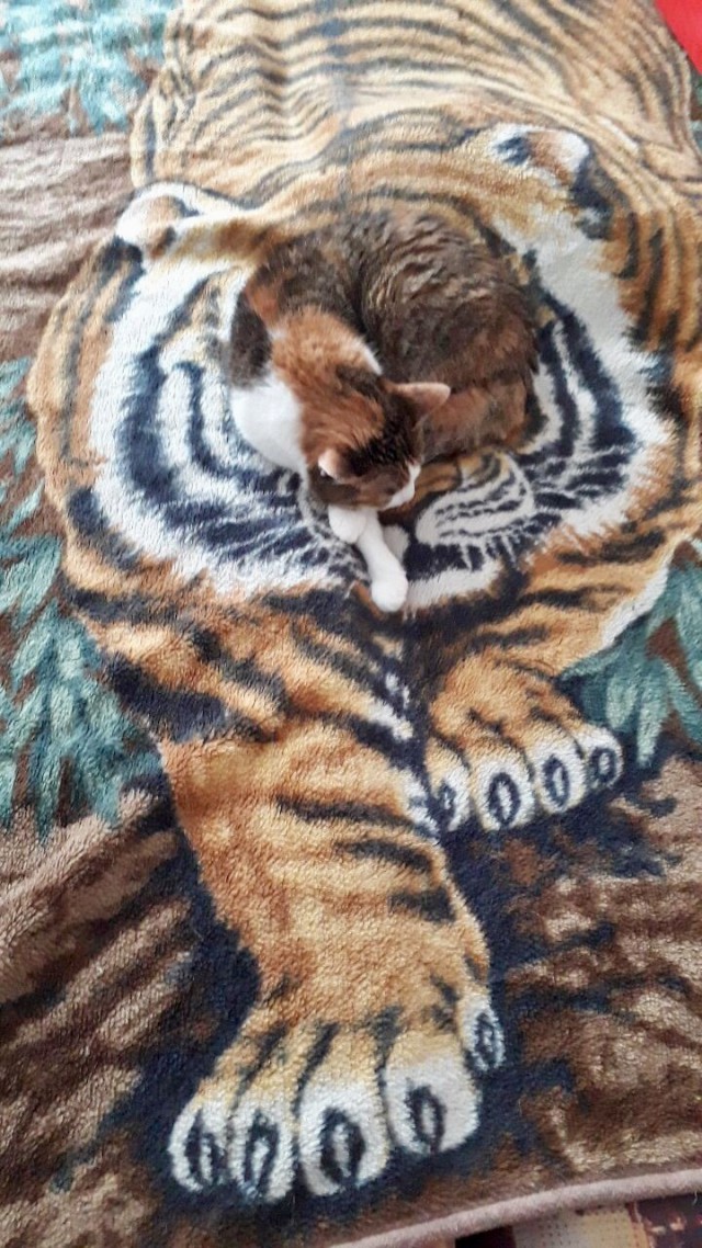 Дикий котовторник 25.06.19