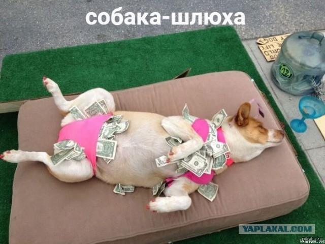 За вами хвост