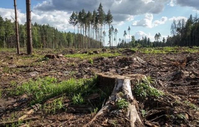Карта потери древесного покрова России с 2001 по 2019 год