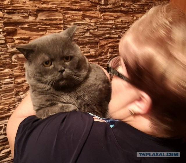 Просто мой кот