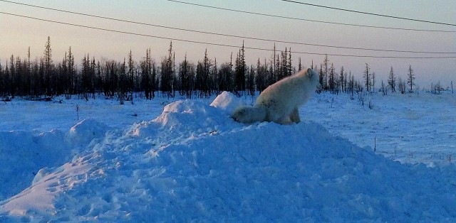 Живность из сети