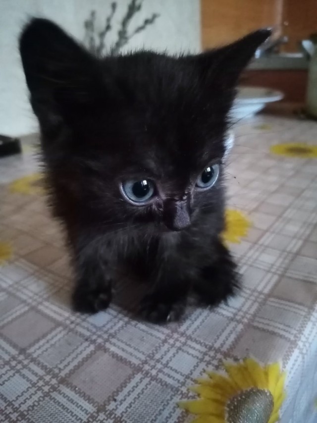 Забавные картинки с котами из сети