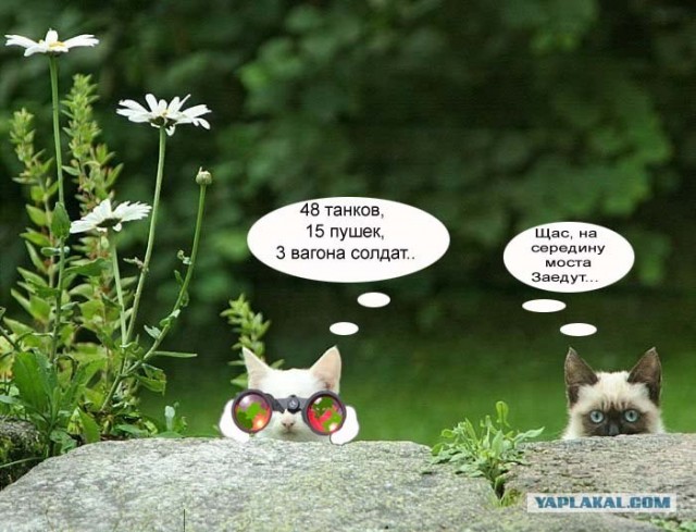 Фотожаба:Коты в засаде