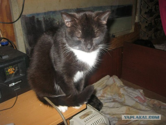 Жизнь домашнего приюта для котеек 321