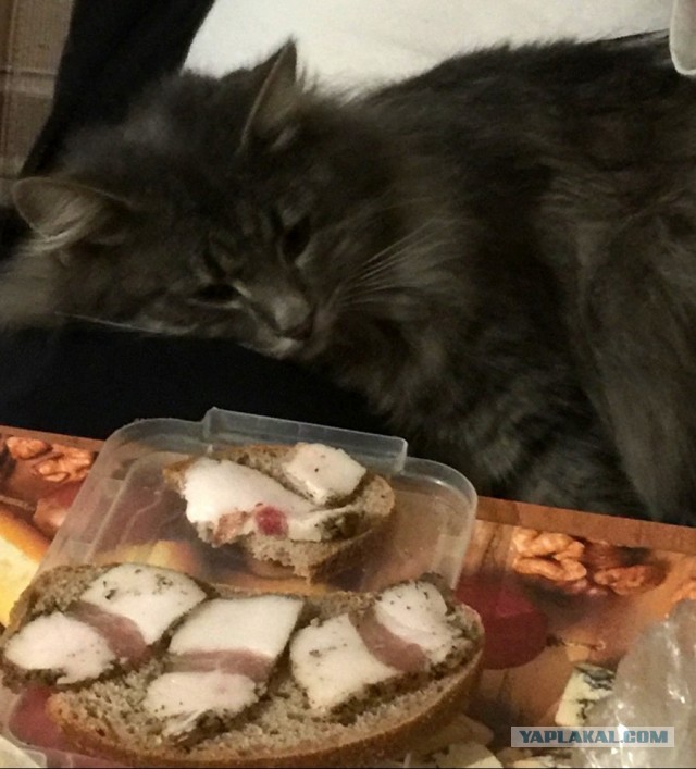 Котовторник. Добавляйте своих