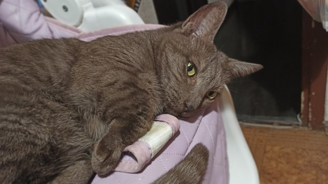 Котовторнику быть!