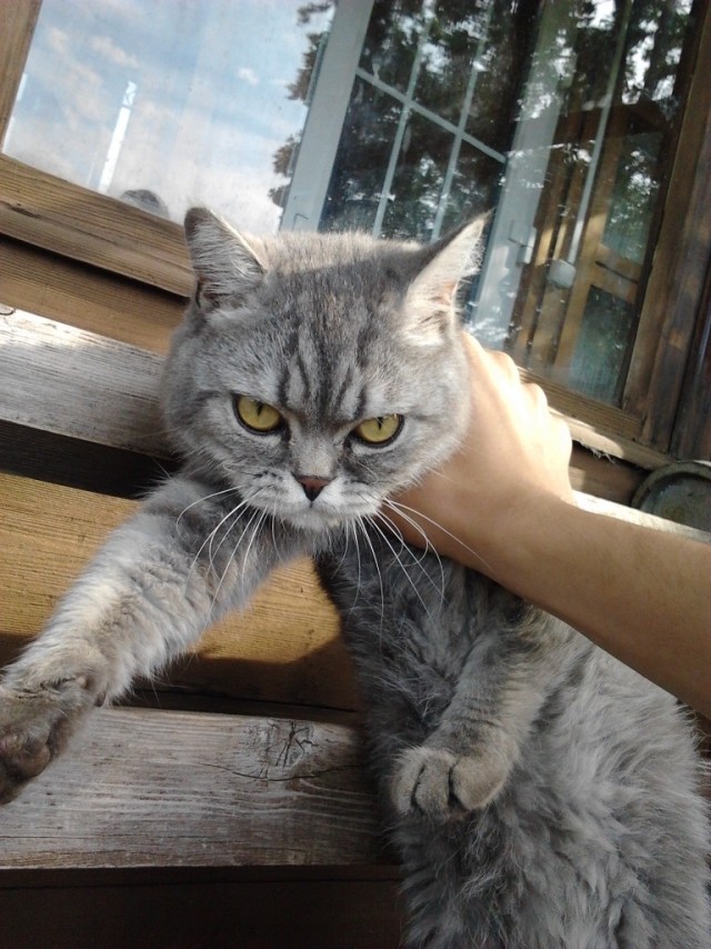 Щенок vs котенок