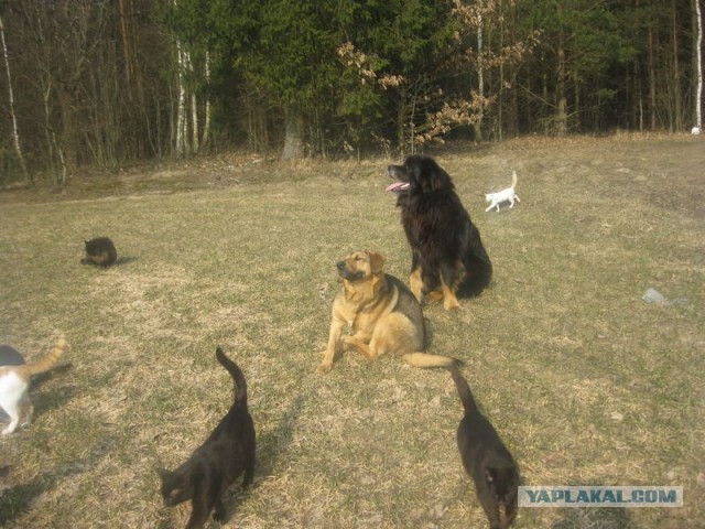 Жизнь домашнего приюта для котеек 335