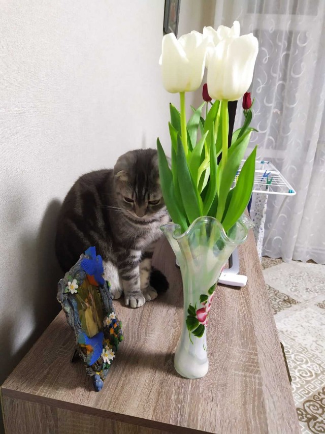 Подборка всякой живности