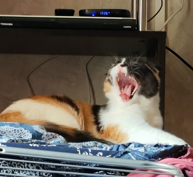А котовторник уже начался?