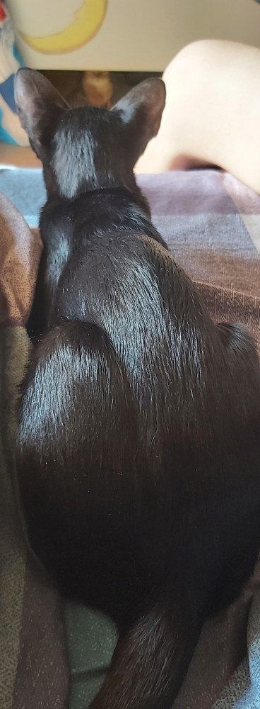 Хоба! Котовторник!
