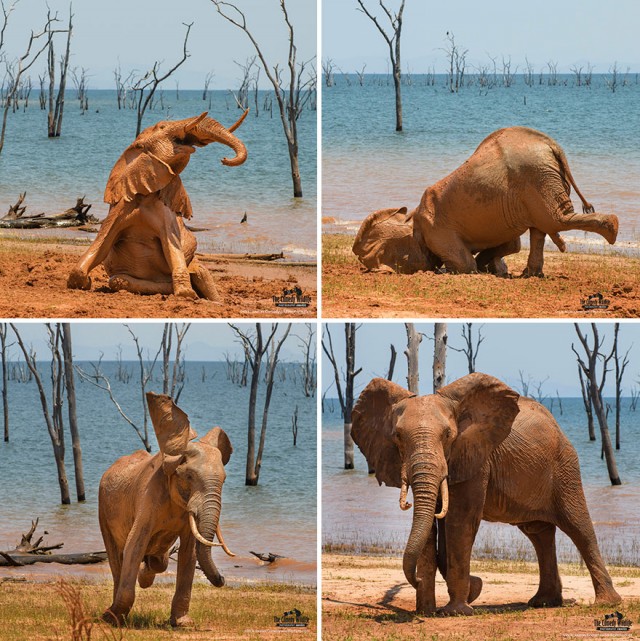 Лучшие фото конкурса Comedy Wildlife Photography Awards 2021