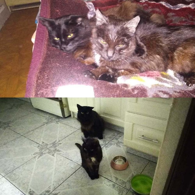 Котовторник 05.10.21 г