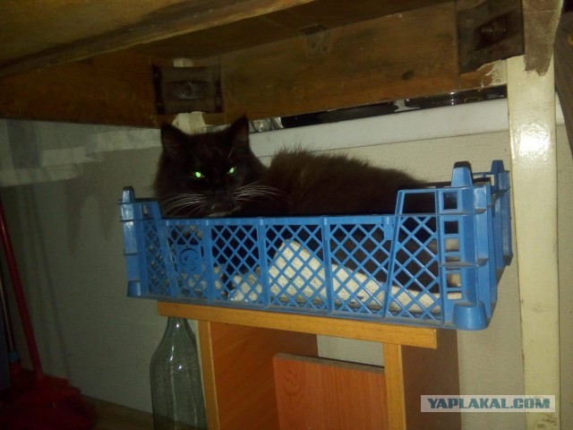 А ваши котейки че счас делают?