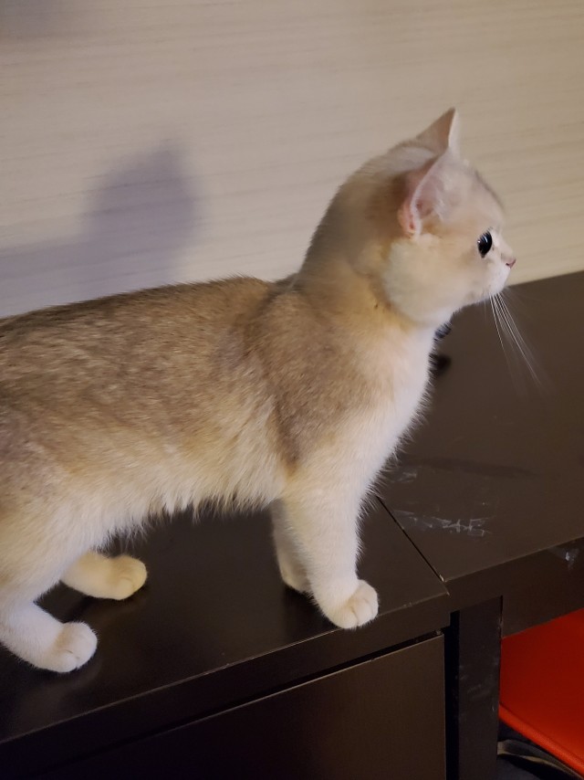 Котовторник ведь начался!