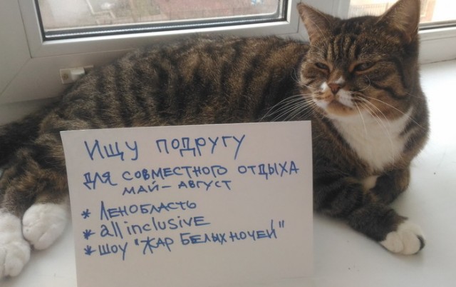 А вот и котовторник 24.05.2022