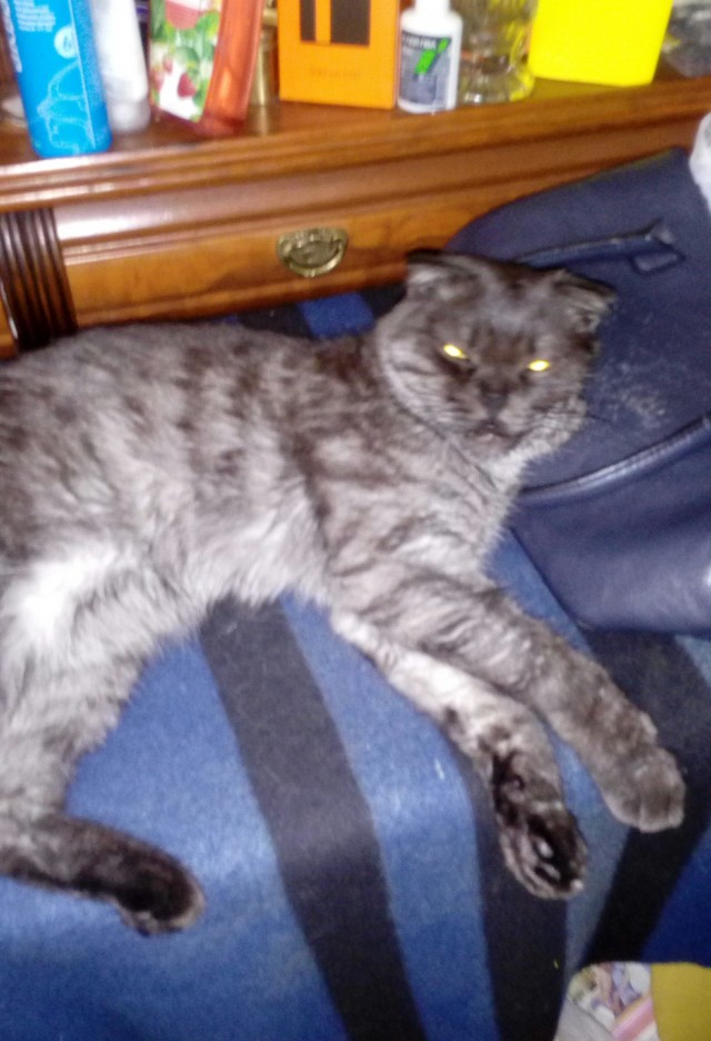 Ура! Котовторник.