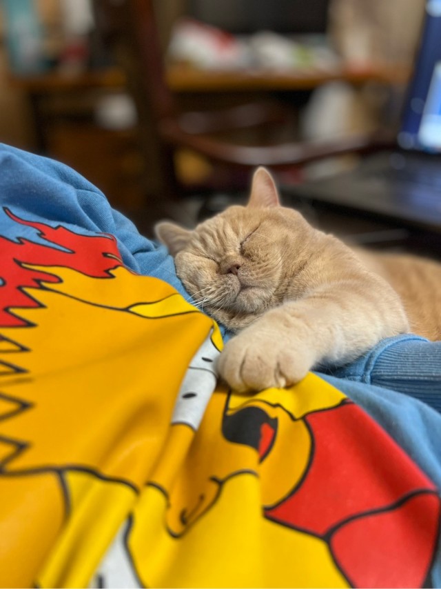 Кошка из гаража