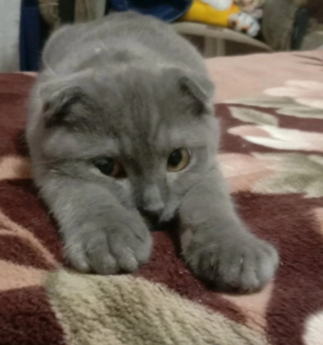 Охапку котов вам для полного счастья