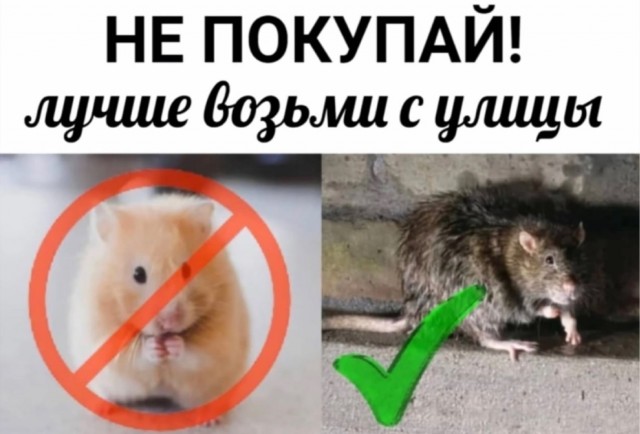 Баянистых и не очень картинок
