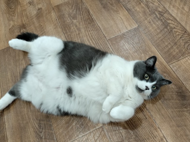 Коточетверг!