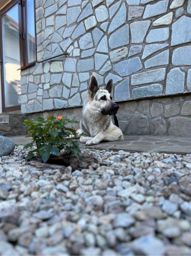 Собакочетверг