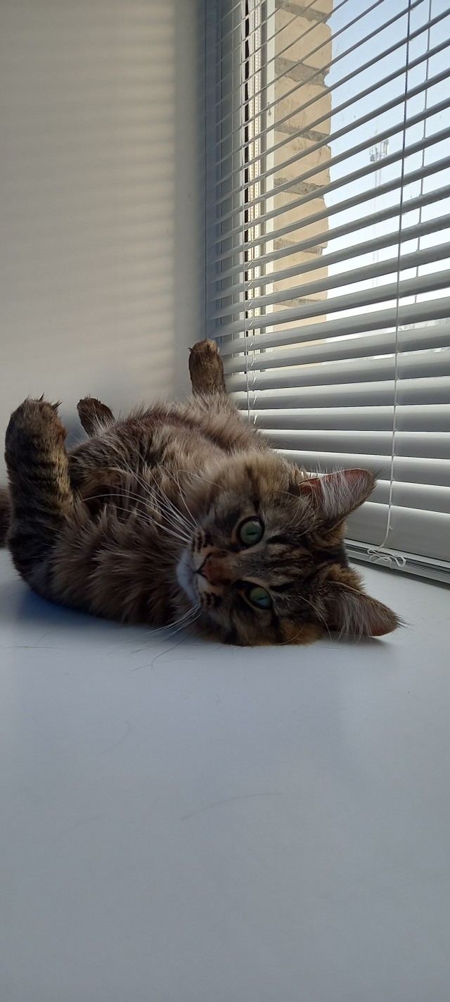 Толстые коты