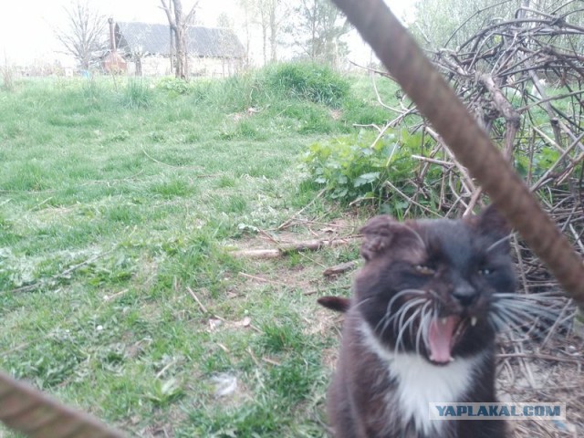 Жизнь домашнего приюта для котеек 491
