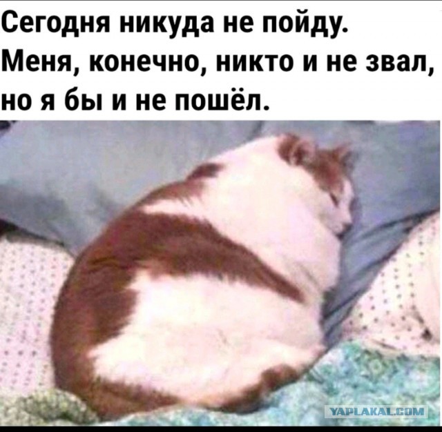 Кто чем занят в выходной день?