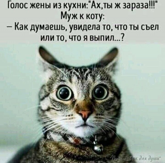 Котовтоник в картинках