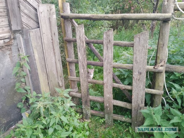 Жизнь домашнего приюта для котеек 509